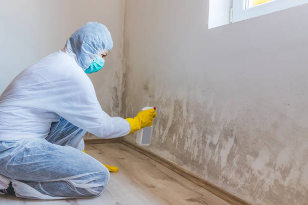 Licensed Black Mold Removal service in Windsor, IL - WQB Mold Removal