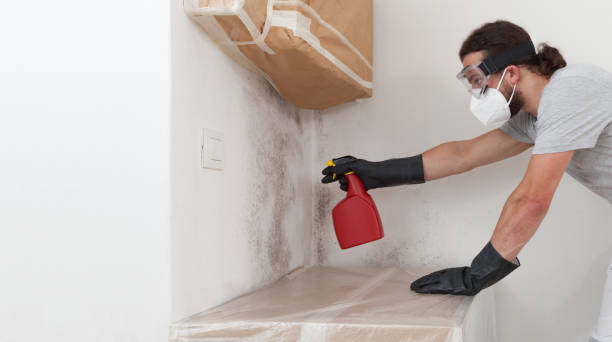 Professional Black Mold Removal technician working in Windsor, IL