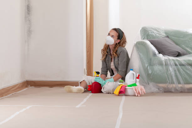Reliable Black Mold Removal contractor in Windsor, IL by WQB Mold Removal